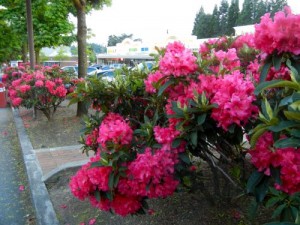 Rhododendrons onlineflowergarden.com