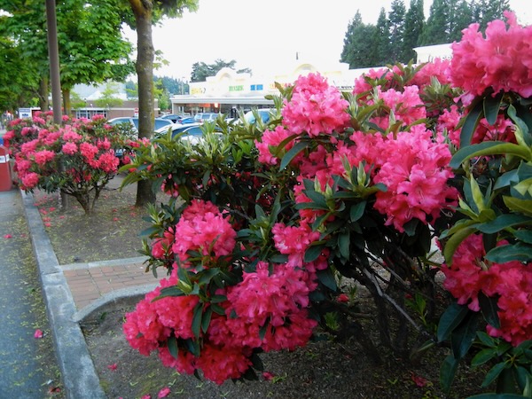 DSCN5606 | Online Flower Garden Rhododendrons onlineflowergarden.com