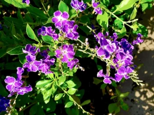 Duranta repens or Duranta erecta