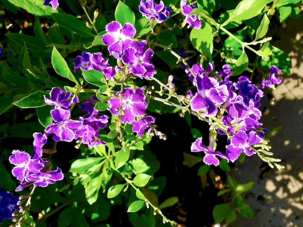 Duranta repens - Online Flower Garden Duranta repens or Duranta erecta