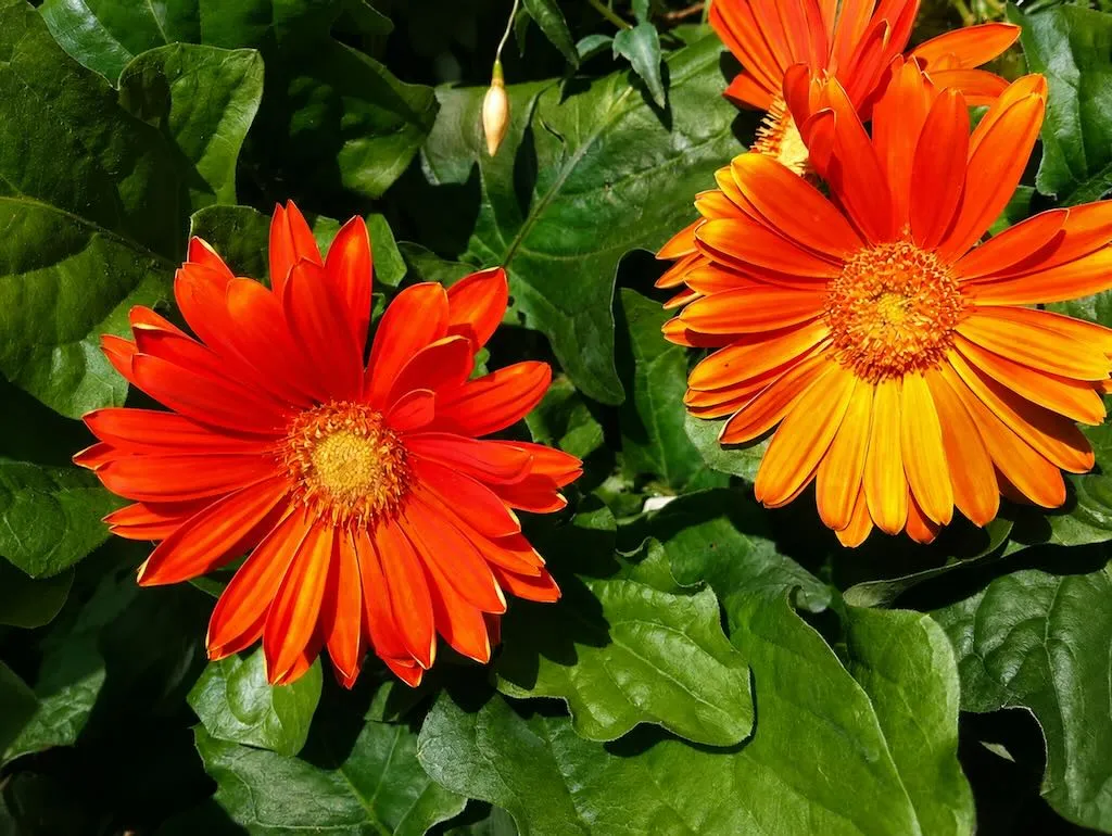 Gerbera jamesonii
