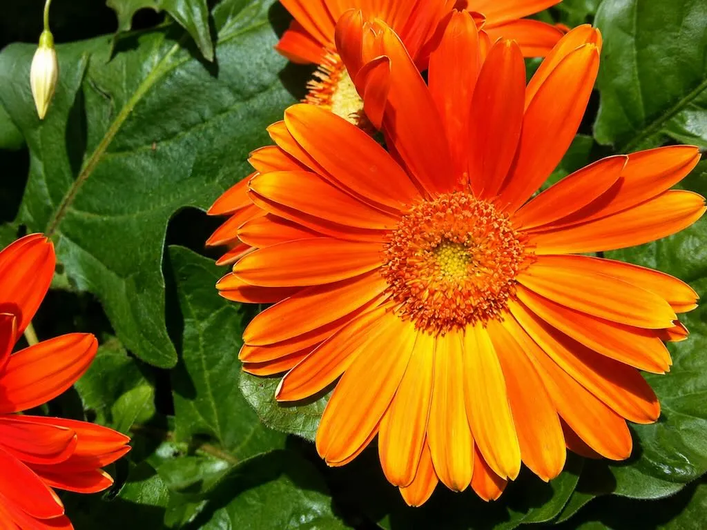 Gerbera jamesonii