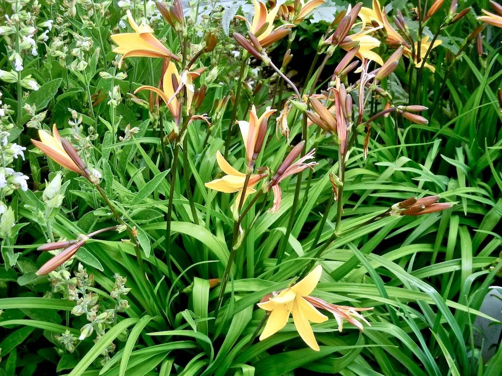 Hemerocallis fulva-1 - Online Flower Garden Hemerocallis fulva