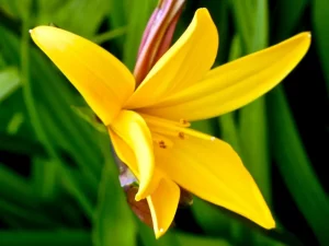 Hemerocallis fulva