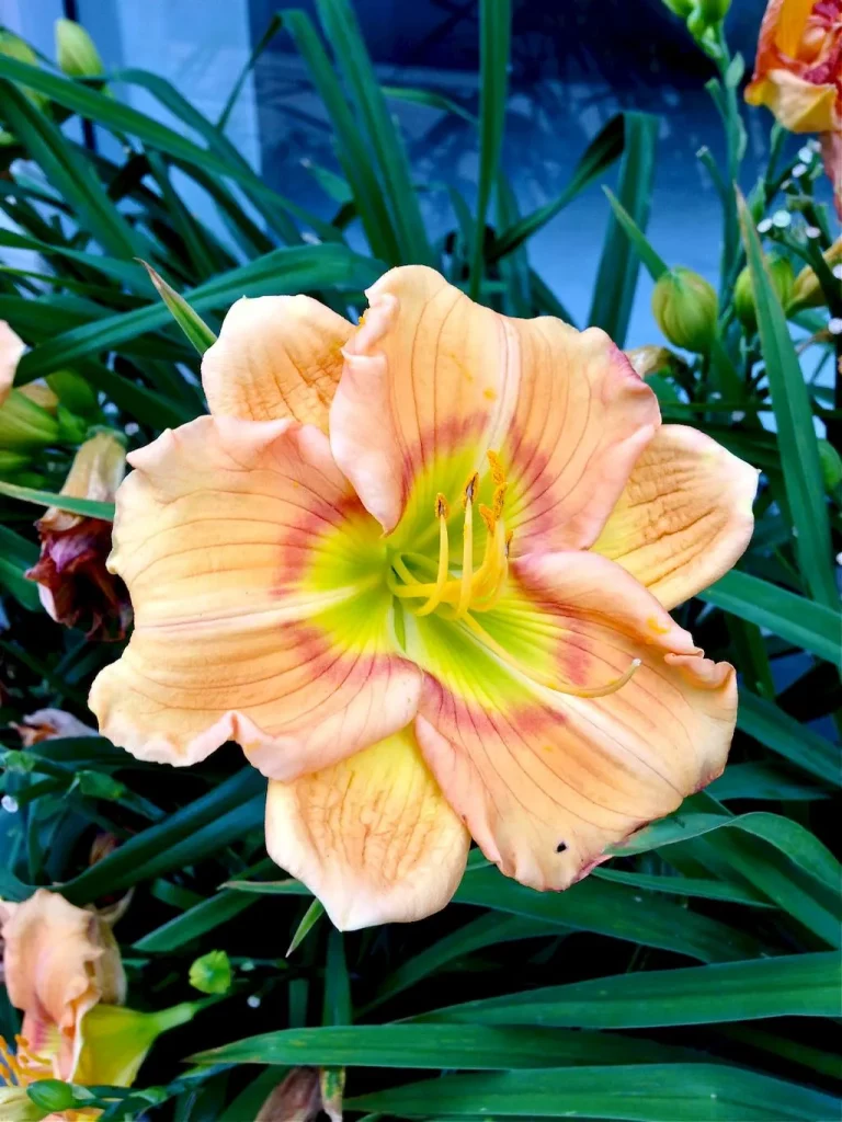 Hemerocallis or Daylily-1 - Online Flower Garden Hemerocallis or Daylily