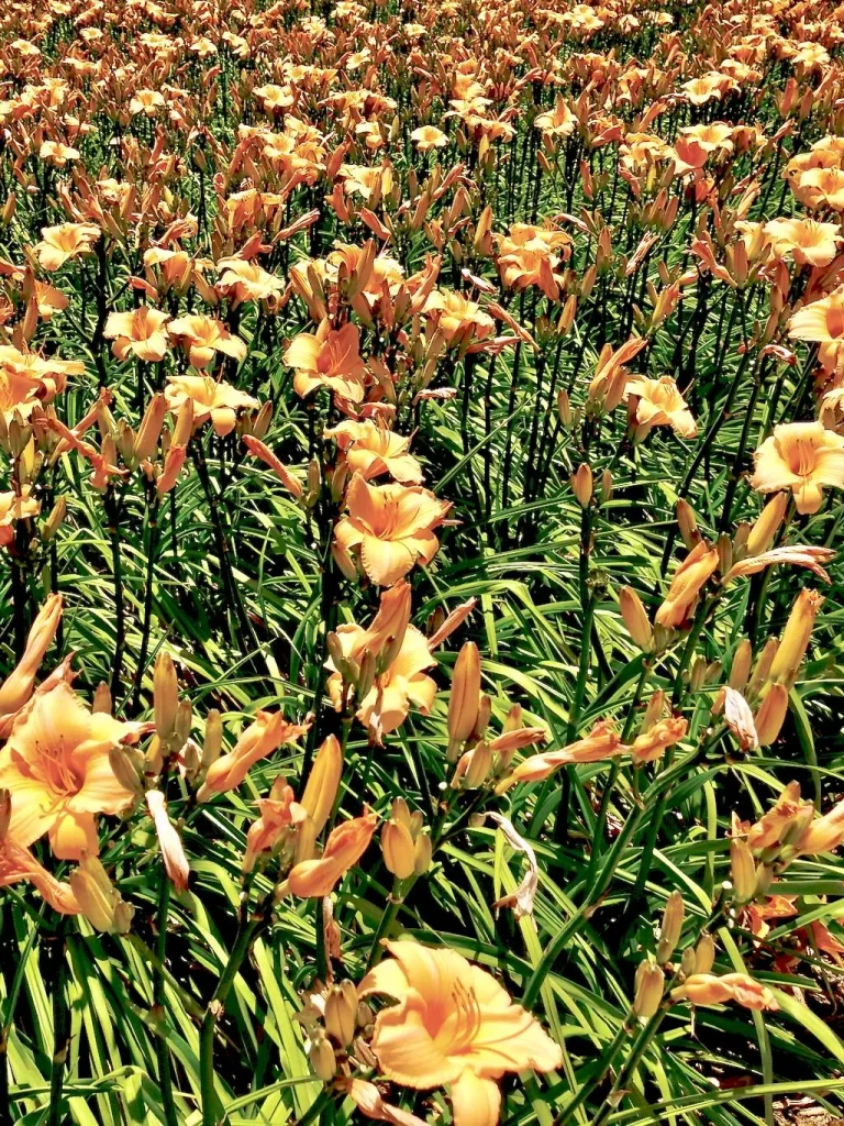 Hemerocallis or Daylily-2 - Online Flower Garden Hemerocallis or Daylily