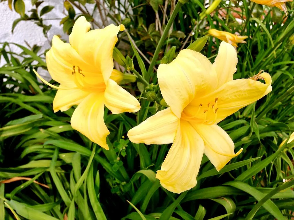 Hemerocallis or Daylily - Online Flower Garden Asphodelaceae Hemerocallis or Daylily