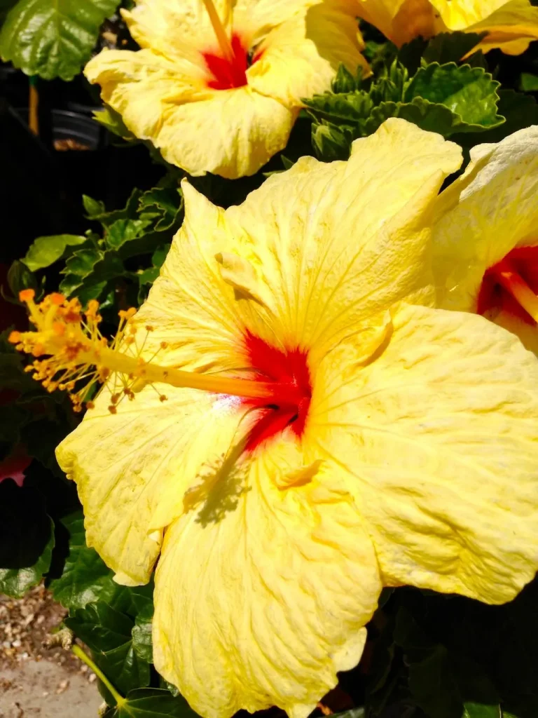 Hibiscus-1 - Online Flower Garden Hibiscus