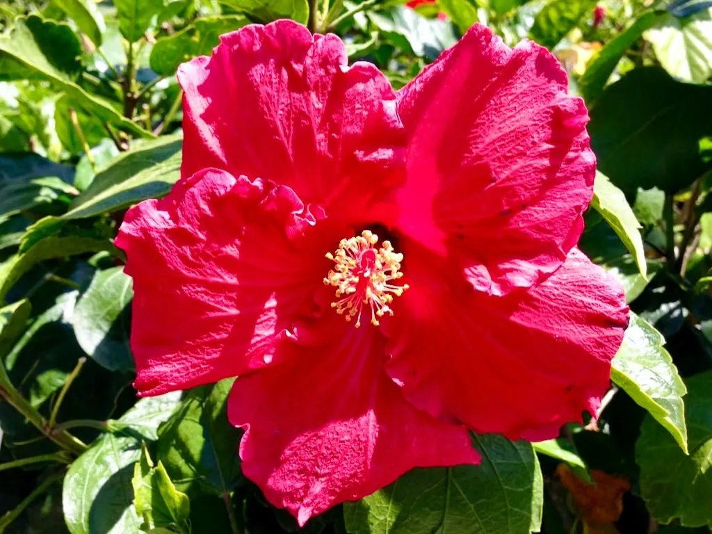 Hibiscus - Online Flower Garden Hibiscus
