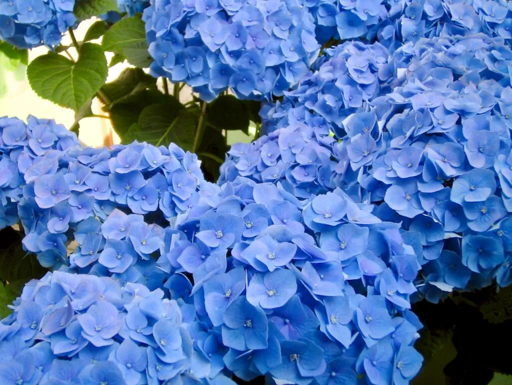 Change the color of Hydrangea Blue