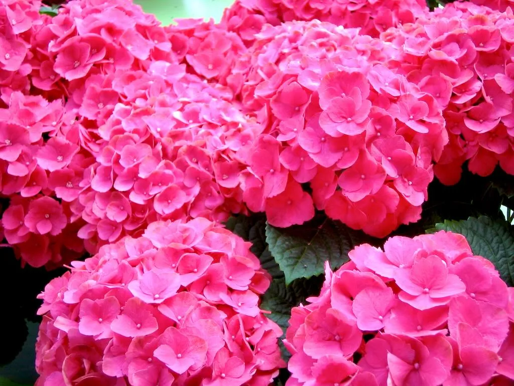 Hydrangia Pink - Online Flower Garden Change the color of Hydrangea Pink