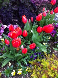 Tulip onlineflowergarden.com