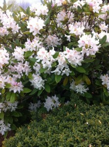 Rhododendron onlineflowergarden.com