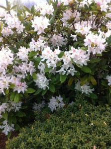 Rhododendron onlineflowergarden.com