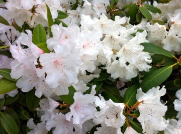 IMG_1843 | Online Flower Garden Rhododendron in Bellevue