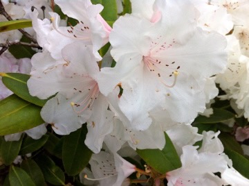 Rhododendron in Seattle, Bellevue