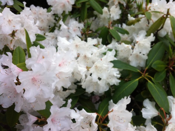 Rhododendrons | Online Flower Garden Rhododendrons