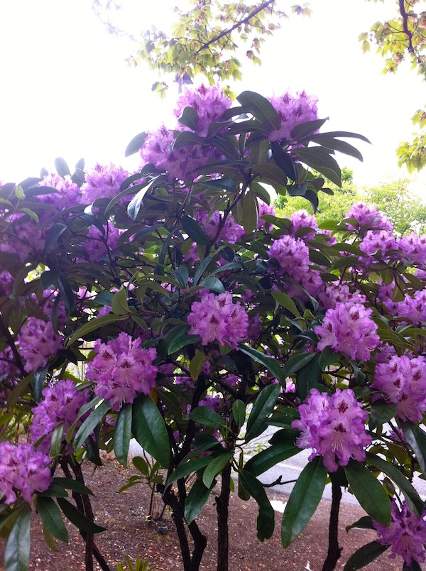 IMG_1847 | Online Flower Garden IMG_1847