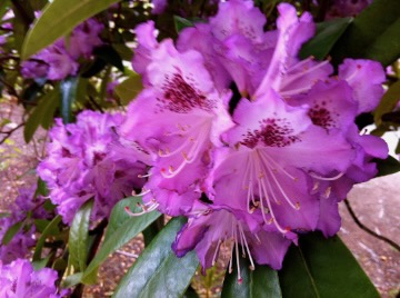 Rhododendrons | Online Flower Garden Rhododendrons
