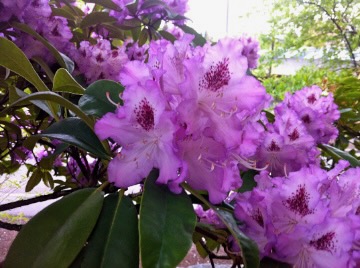 IMG_1849 | Online Flower Garden Rhododendron