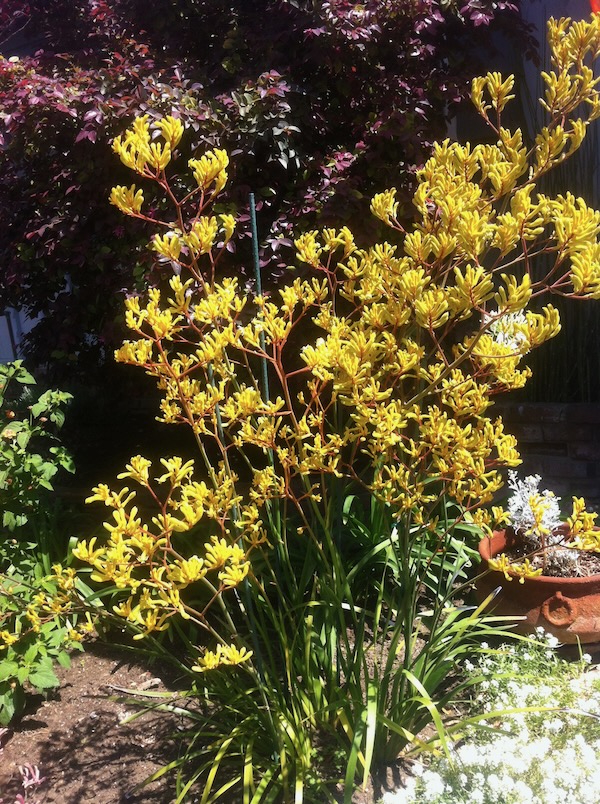 IMG_1873 | Online Flower Garden Kangaroo Paw onlineflowergarden.com
