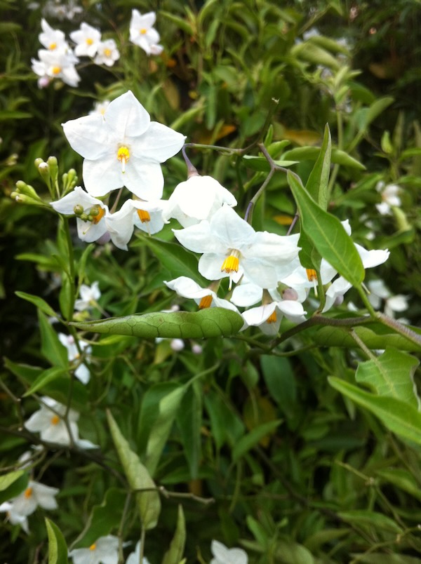 solanum-jasminoides_1944 | Online Flower Garden Potato Vine or Solanum jasminoides