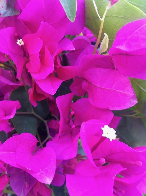 IMG_1981 | Online Flower Garden Bougenvillea