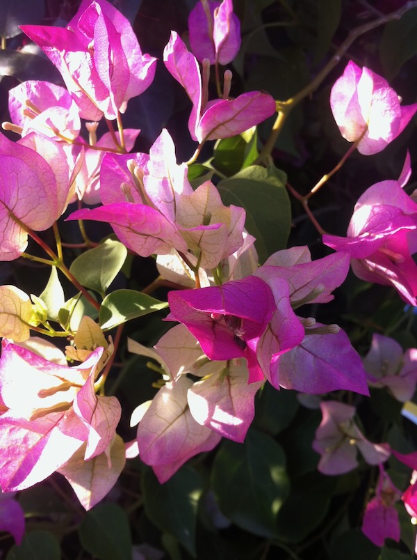 IMG_1988 | Online Flower Garden Bougenvillea