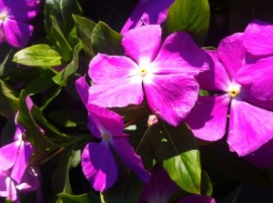 Vinca or Catharanthus Roseus | Online Flower Garden