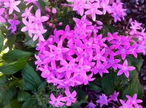 Penta | Online Flower Garden