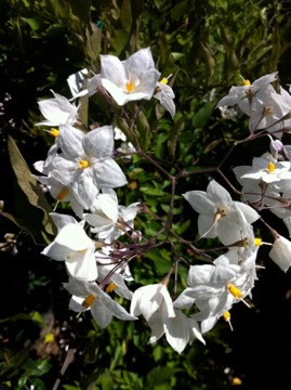 solanum-jasminoides-2045 | Online Flower Garden Potato Vine Onlineflowergarden.com