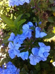 Blue Jasmine, Plumbago auriculata