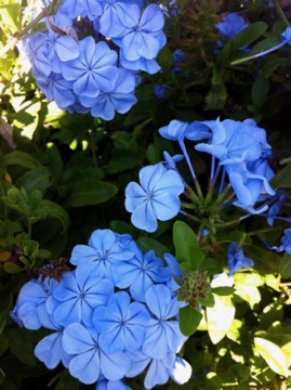 Blue Jasmine, Plumbago auriculata