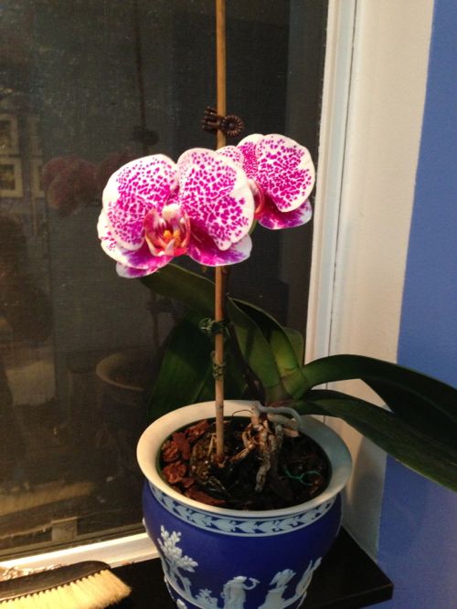 Orchid www.onlineflowergarden.com Phalaenopsis