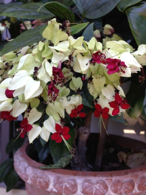 Clerodendrum thomsoniae