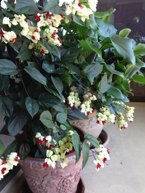 Clerodendrum thomsoniae