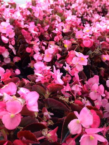 IMG_2582 | Online Flower Garden Begonia onlineflowergarden.com