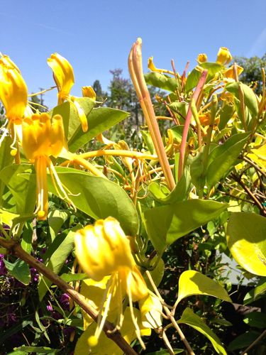 IMG_2608 | Online Flower Garden Lonicera hildebrandiana Giant Burmese Honeysuckle onlineflowergraden.com | Online Flower Garden