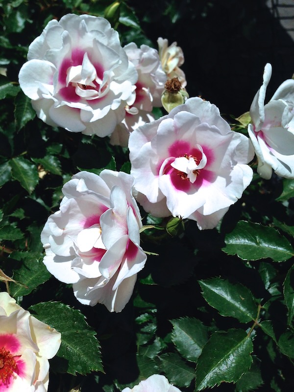 IMG_2622 | Online Flower Garden Rosa 'Bull's Eye' onlineflowergarden.com