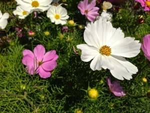 Cosmos onlineflowergarden.com