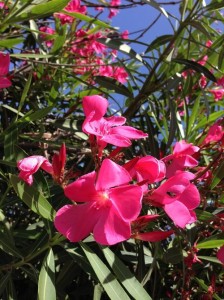 Nerium Oleander onlineflowergarden.com
