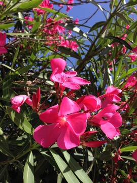 IMG_2649 | Online Flower Garden Nerium Oleander onlineflowergarden.com