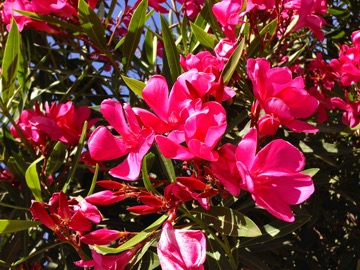 IMG_2650 | Online Flower Garden Nerium Oleander onlineflowergarden.com