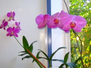 Orchid online-flower-garden.com