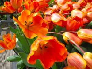 Tulip onlineflowergarden.com