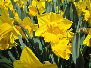 Daffodils onlineflowergarden.com | Online Flower Garden