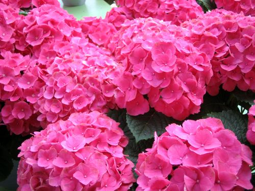 IMG_7008 | Online Flower Garden Hydrangea onlineflowergarden.com