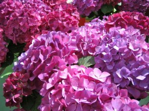 Hydrangea onlineflowergarden.com | Online Flower Garden