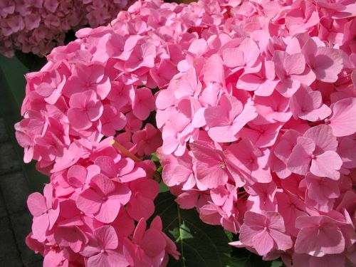 IMG_7011 | Online Flower Garden Hydrangea onlineflowergarden.com