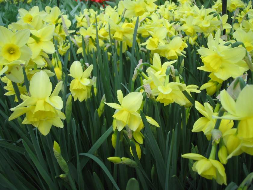 Daffodils onlineflowergarden.com